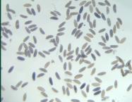 GH11193-dg